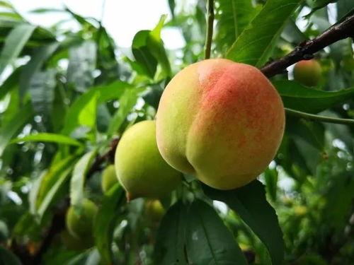 今日桃林小瓜价格