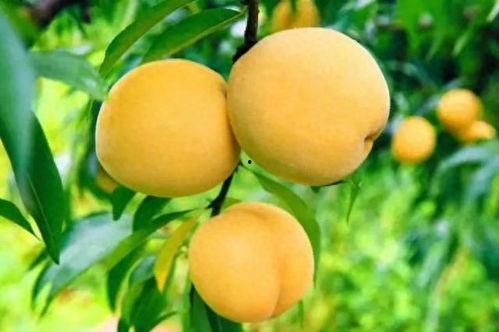 今日桃林小瓜价格