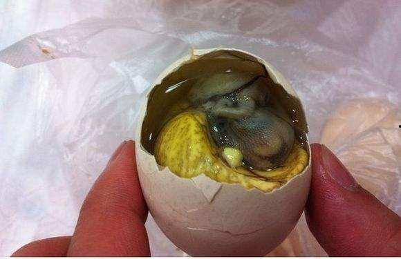 小鸡今日浮甘瓜清泉,小鸡悠然品浮瓜