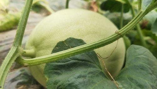 玉菇蜜瓜今日价格行情,甜蜜价格波动解析