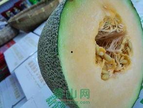 今日超好吃的哈密瓜,揭秘今日超美味哈密瓜的秘密