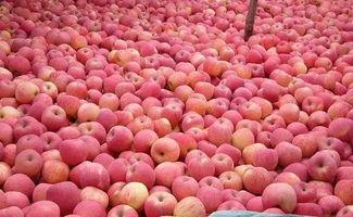 山东今日茭瓜价格行情最新,今日市场动态一览