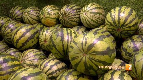 嘉兴麒麟瓜今日价格,品质瓜果，实惠之选