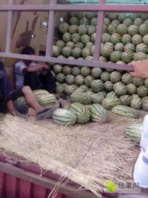 嘉兴麒麟瓜今日价格,品质瓜果，实惠之选