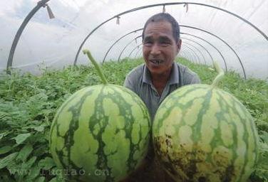 今日份摘瓜完成,探寻瓜果背后的故事与智慧