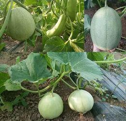 今日份摘瓜完成,探寻瓜果背后的故事与智慧