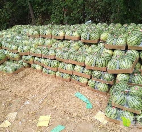 甘肃美都瓜今日行情,丰收喜人，价格稳中有升