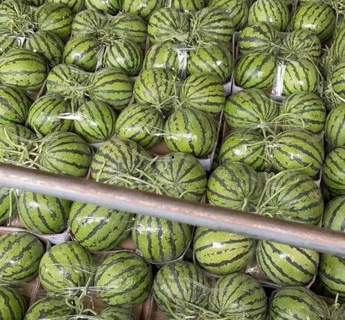 甘肃美都瓜今日行情,丰收喜人，价格稳中有升