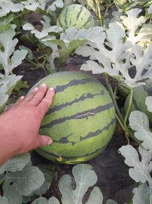 莘县瓜今日行情,丰收喜人，价格稳中有升