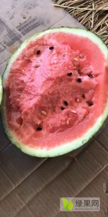 莘县瓜今日行情,丰收喜人，价格稳中有升