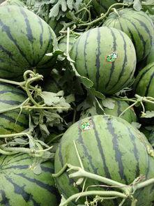 莘县瓜今日行情,丰收喜人，价格稳中有升