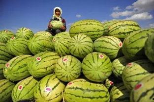 产地中卫硒砂瓜今日价格,产地直供，今日价格行情一览”