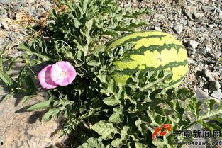 产地中卫硒砂瓜今日价格,产地直供，今日价格行情一览”