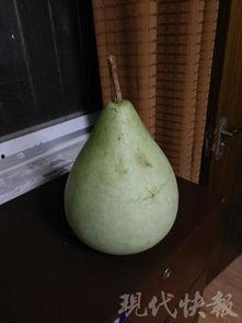 盐城今日吃瓜,瓜田里的新鲜事儿