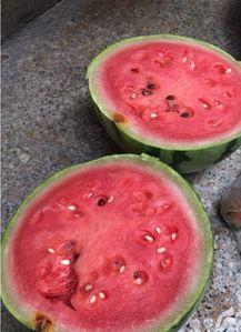 盐城今日吃瓜,瓜田里的新鲜事儿