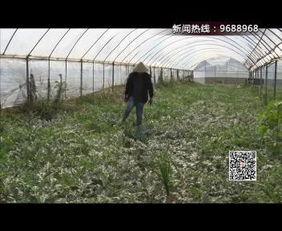 盐城今日吃瓜,瓜田里的新鲜事儿