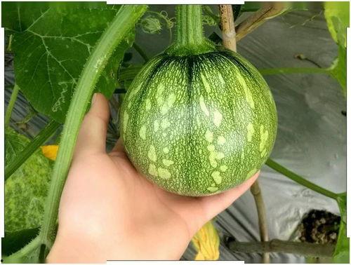 湖北西沙瓜今日价格,价格行情一览”