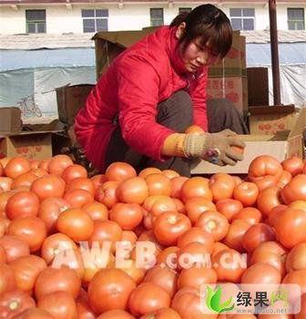 韩寺今日吊瓜价格表,今日韩寺吊瓜价格行情一览
