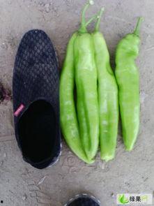 韩寺今日吊瓜价格表,今日韩寺吊瓜价格行情一览