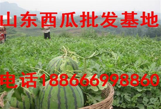 湖南沙漠瓜今日零售价,新鲜美味，价格实惠，快来尝鲜！