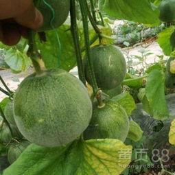 弥渡今日小瓜价格,市场行情一览