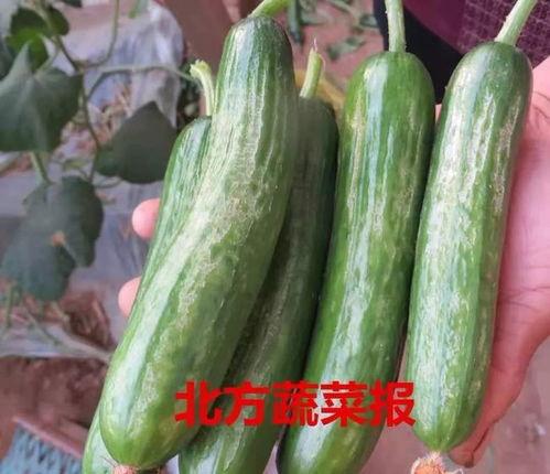 弥渡今日小瓜价格,市场行情一览