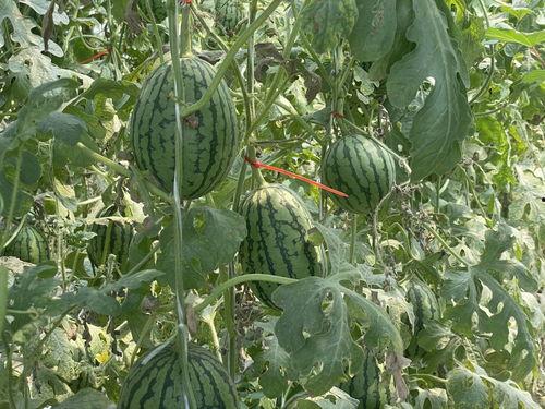 今日十元一斤的瓜,探寻夏日消暑佳品