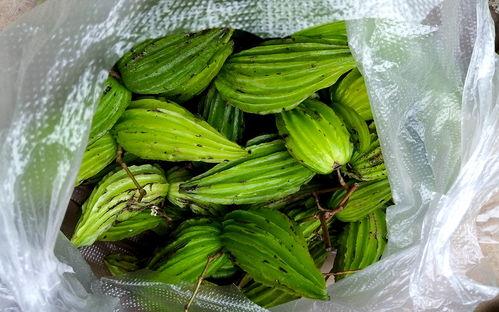 今日十元一斤的瓜,探寻夏日消暑佳品