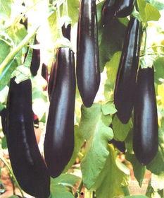 今日茄瓜最新报价,市场行情波动，价格走势分析”