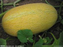 今日南宁哈密瓜价格查询