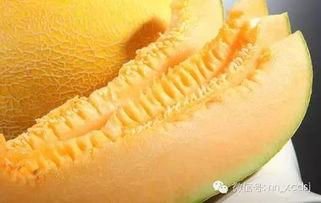 今日南宁哈密瓜价格查询