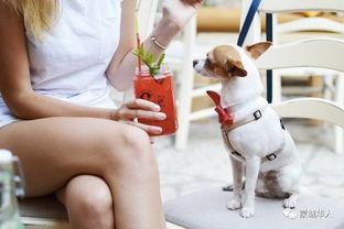 娱乐吃瓜酱狗餐馆